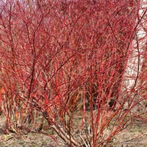 Cornus alba – Dogwood winter