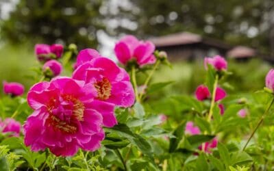 Growing Peonies By P. Allen Smith