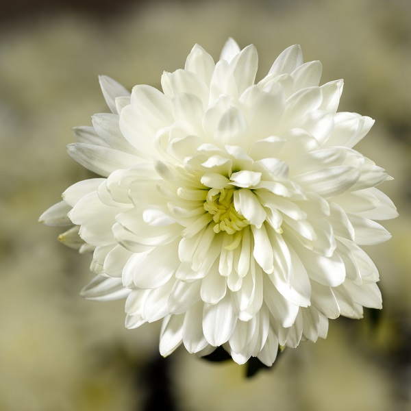 Bristol White Chrysanthemum