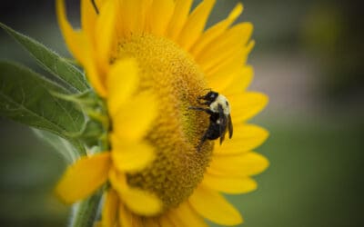 Caring For Pollinators By P. Allen Smith