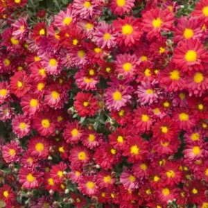 Red Daisymum