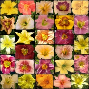 SSE23-Get-Them-all-Daylily-Collection