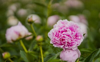 Peony Gardening Tips By P. Allen Smith