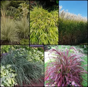 Season Ending Grass Collection
