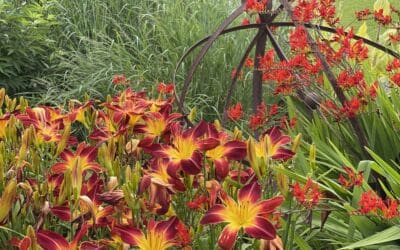 Seize the Daylily by P. Allen Smith