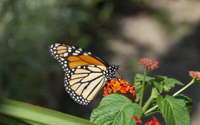 Butterfly Garden by P. Allen Smith