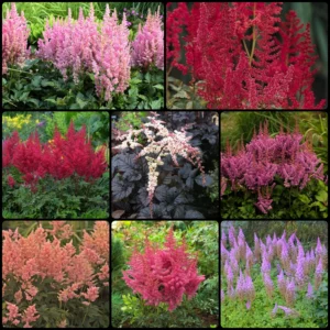 2022-fall-Astilbe-Collection