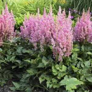2022-fall-Astilbe-_Little-Vision-in-Pink_-600
