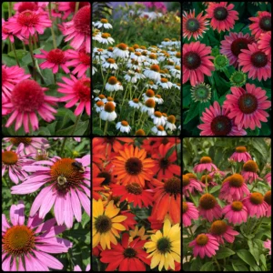 2022-fall-Get-Them-All-Coneflower-Collection