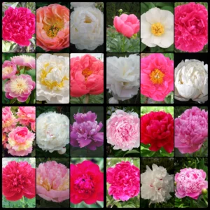 2022-fall-Get-Them-All-Peony-Collection