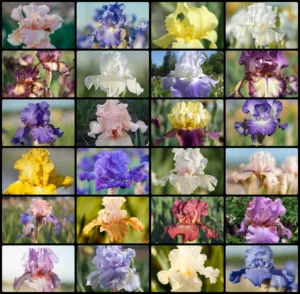 2022-fall-Get-Them-All-Reblooming-Bearded-Iris-Collection