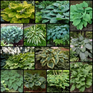 2022-fall-Giant-Hosta-Collection