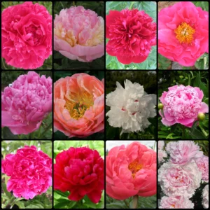 2022-fall-Top-12-Peony-Collection