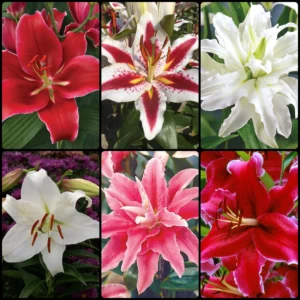F22-Oriental-Lily-Collection