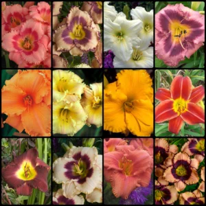 F22-Reblooming-Daylily-Collection