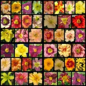 F23 Get Them All Daylily Collection
