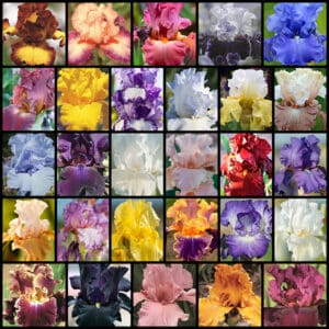 F23 Get Them All Iris Collection