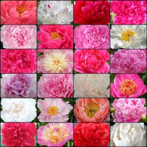 F23 Get Them All Peony Collection