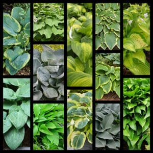 F23 Giant Hosta Collection