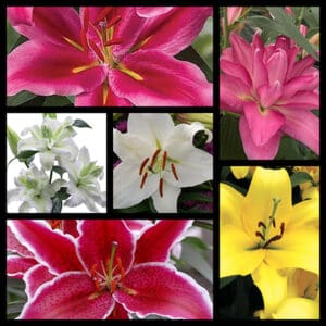 F23 Oriental Lily Collection