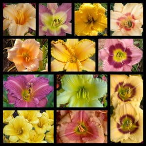 F23 Reblooming Daylily Collection