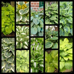F23Tall Hosta Collection