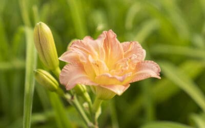 Tips on Dividing Daylilies by P. Allen Smith