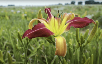 Daylilies: Daylily Types and Propagation