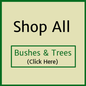 banner-bushes-trees