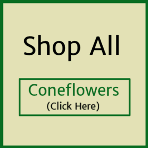banner-coneflowers