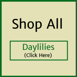 banner-daylilies