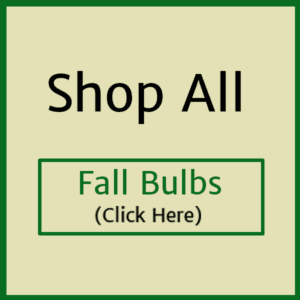 banner-fall-bulbs