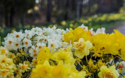 Daffodil Hill at Moss Mountain Farm By P. Allen Smith