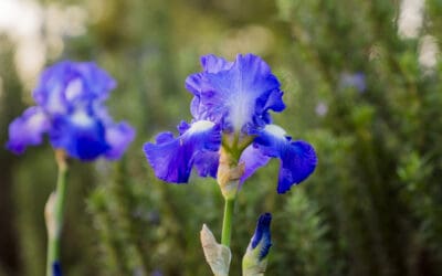 Tips For Growing Iris by P. Allen Smith