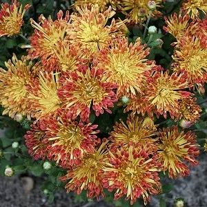 R-Matchsticks-Chrysanthemum-300