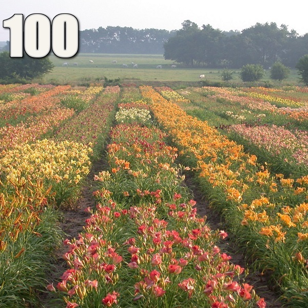 Image of Daylily ground cover