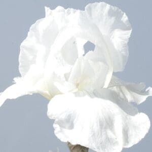White Reblooming Iris
