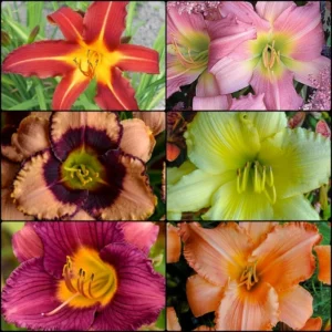 2023-Spring-Daylily-The-Sampler-Collection