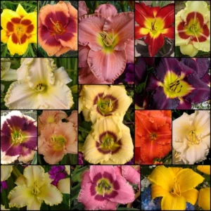 2023-Spring-Daylily-The-Tets-Have-It-Collection