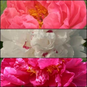 2023-Spring-Peony-good_-great_-wonderful-Collection