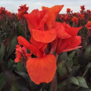 Canna-Red-Giant