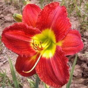 Daylily Passion for Red