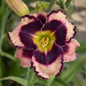 Daylily Rock Solid