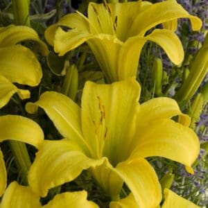 Daylily The Jury’s Out