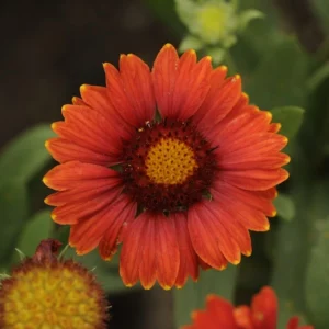 Per-Blanket-Flower-Arizona-Red-Shades