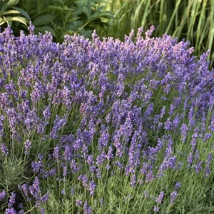 Per-Lavender-Fragrant-English