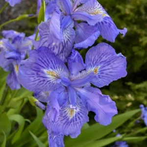 Iris-ampliflora-_Ming-Treasure_-1