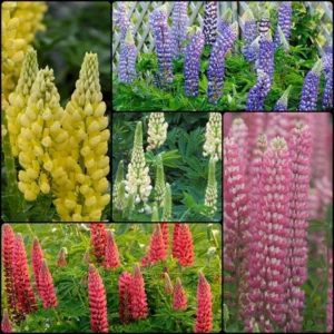Email23-Lupine-Collection