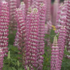 Lupinus-Russell-Hybrids-The-Chatelaine-600-pink