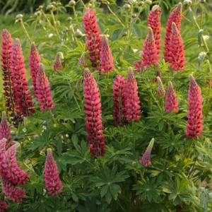 Lupinus-The-Pages-600